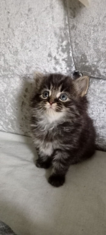 Adorable kittens