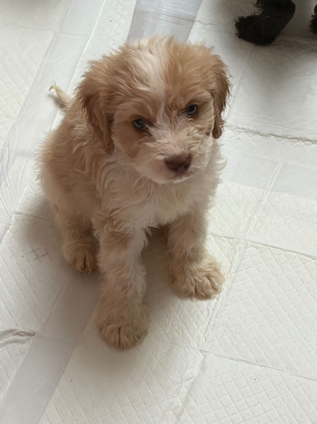 cavapoos mixed Coates