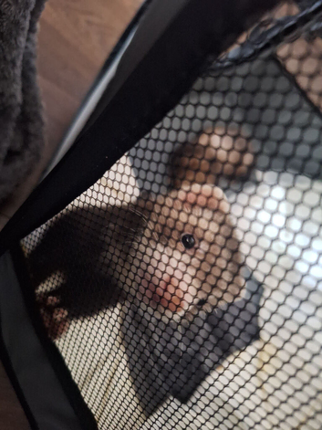 8 week old male ferret &pound;50