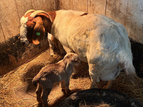 Nanny goat with twins