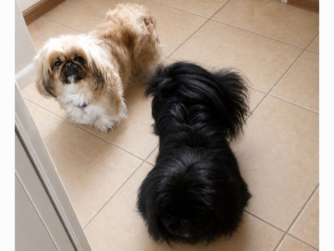 3 Pekingeses Puppies