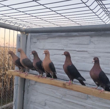 Gimple rare colour racing pigeons