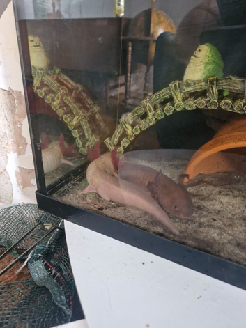 Axolottle babies ready in 3 weeks