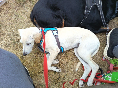Labrador greyhound