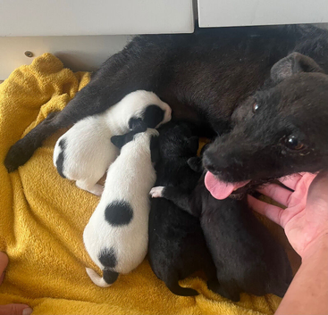 Patterjack puppies for sale