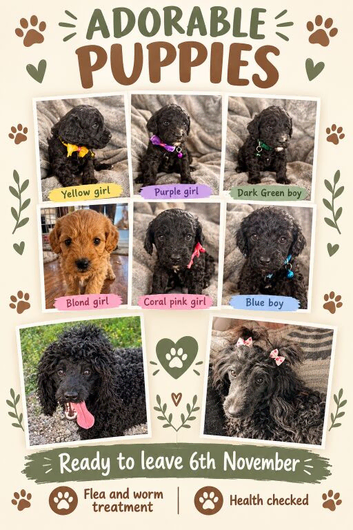 Beautiful cockapoo puppies for sale