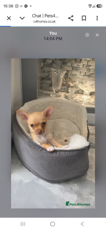 I have adorable little chihuahua for sale