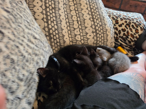 Two black kittens