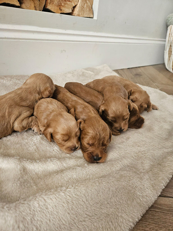 Beautiful cockapoo puppies for sale