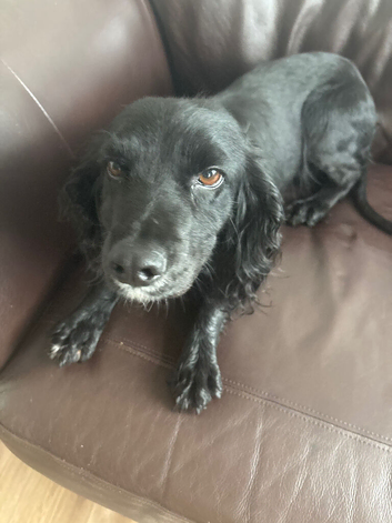 Cocker spaniel girl