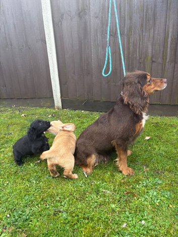 Beautiful cocker spaniel puppies