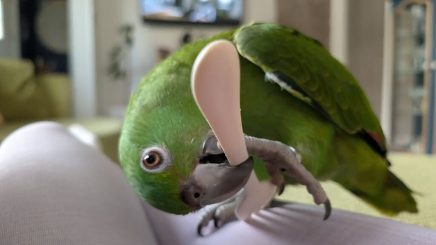 Yellow naped Amazon