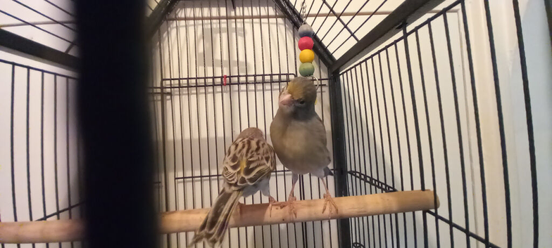 Lovely pair of canarys an breeding cage for sale