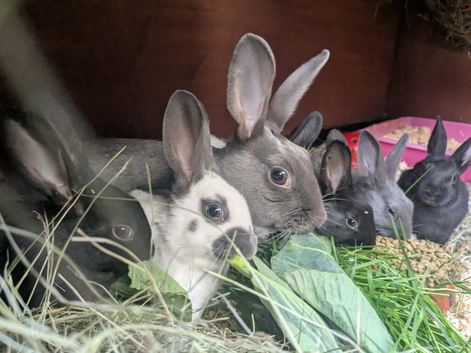 Yurvac vaccinated purebred baby English rabbits - ready now!