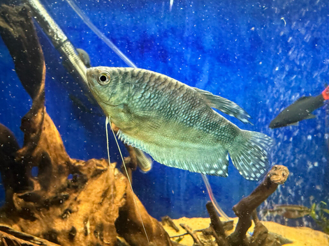 12x Opaline gouramis