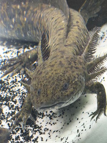 Dark hypo axolotl