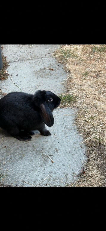 Beautiful Black Lop Rabbit Looking For A New Home