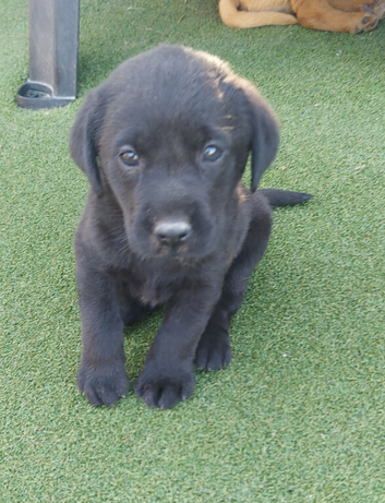 Puppy labrador
