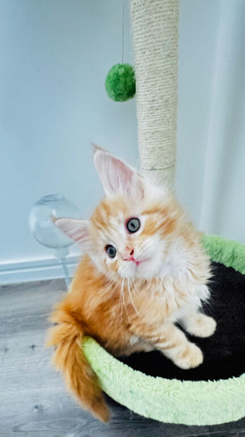 Beautiful Maine Coon Kittens