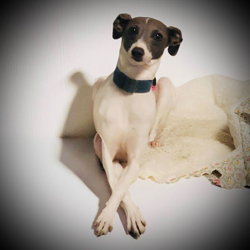 Beautiful KC Italian Greyhound girl sadly for sale