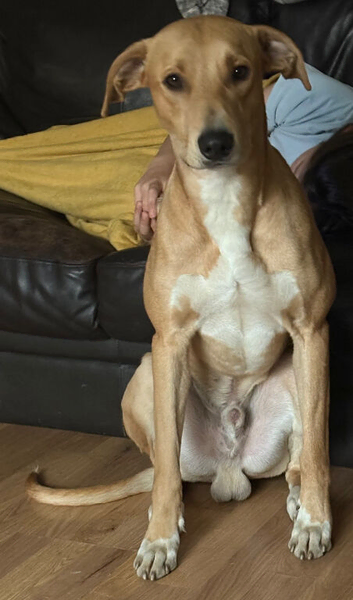 Saluki bull lurcher