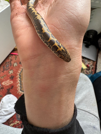 Kenyan sand boa