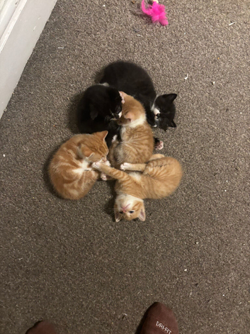 5 Male Kittens for Sale