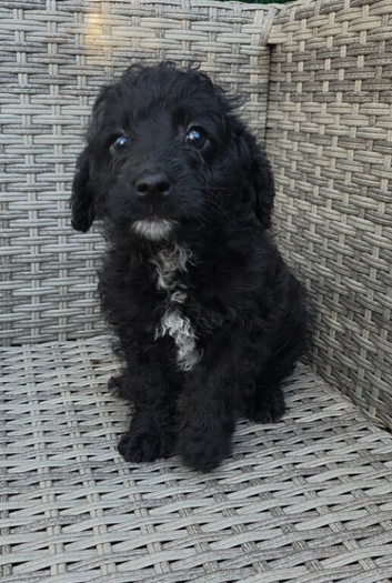 Last 1 Fully Vaccinated Gorgeous playful labradoodle puppys. Ready Now.