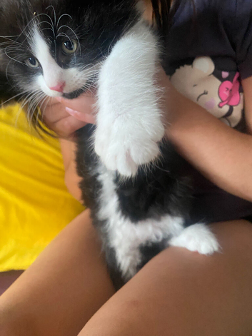 4 kittens ready for adoption
