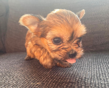 Four cute Shorkie puppies for sale
