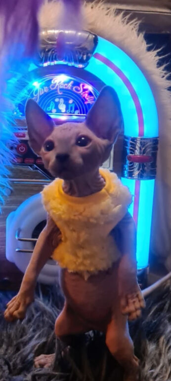 Sphynx kittens