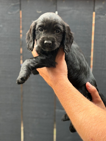 Cocker Spaniel