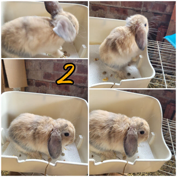 Lion Lop Babies READY NOW!