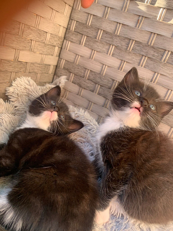 Adorable black and white kittens