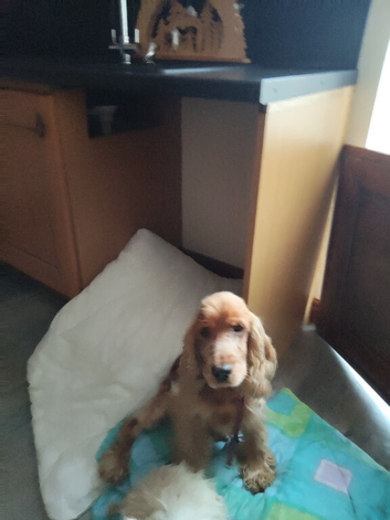 Cocker spaniel adult