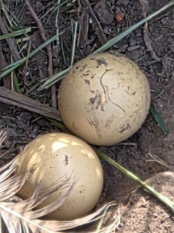 White pheasant eggs