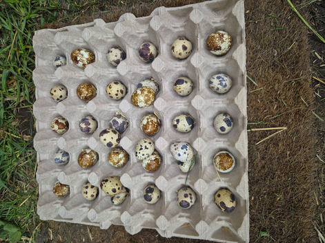 Fertile coutanix quail eggs
