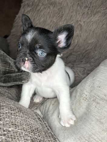 Fluffy French bulldogs