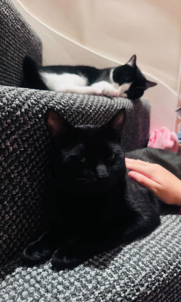 2 male cats