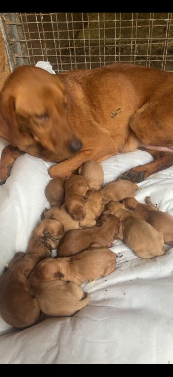 Stunning litter of red Labradoodles