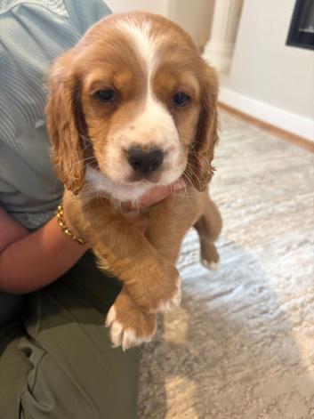 Boy gold cocker spaniel READY NOW