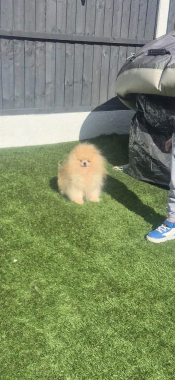 Pomeranian boy teddy bears Rusia