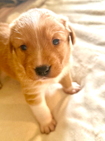 Health-tested Border Collie &times; Fox Red Labrador puppies &mdash; carefully bred and raised