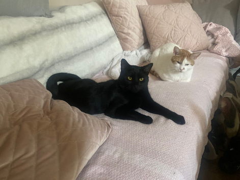 Missing All black Cat
