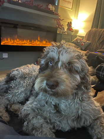 Labradoodle small merle to stud