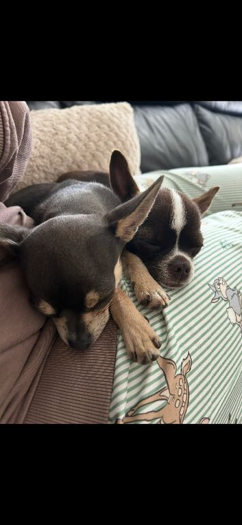 Rehome either individually or together. Chihuahuas. female and male