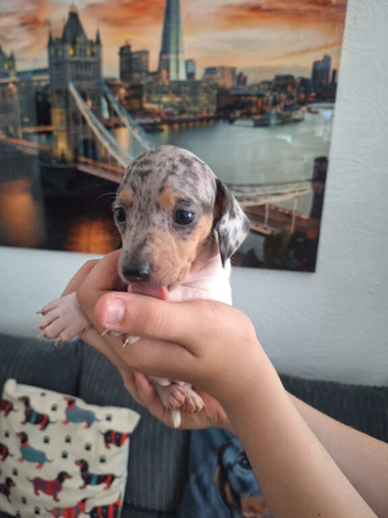 Miniature dachshunds