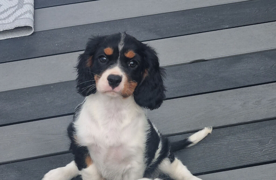 Looking for our forever home