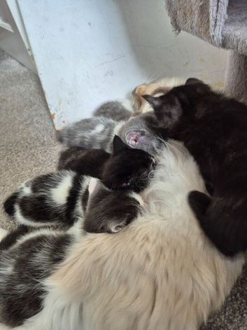 Half ragdoll kittens