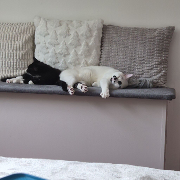 Two cats for sale